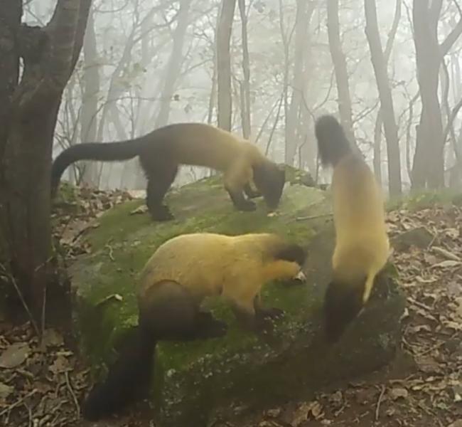 고창문화관광재단, 방장산 자연환경조사 및 가치 확산 사업 성료