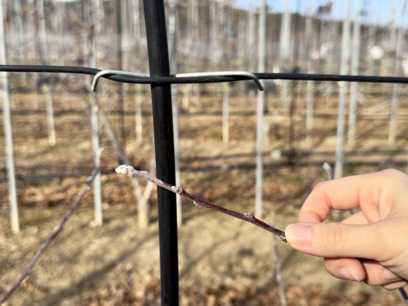 올해 사과 꽃눈분화율 품종별 차이 커, 가지치기 전 확인 