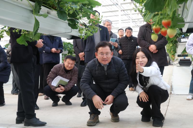 농촌진흥청, 전북 김제 시설 감자·딸기 겨울철 생육 점검