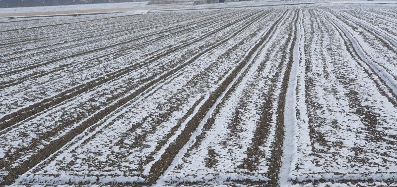 부안군농업기술센터, 한파 대비 노지작물 동해 예방 철저 당부
