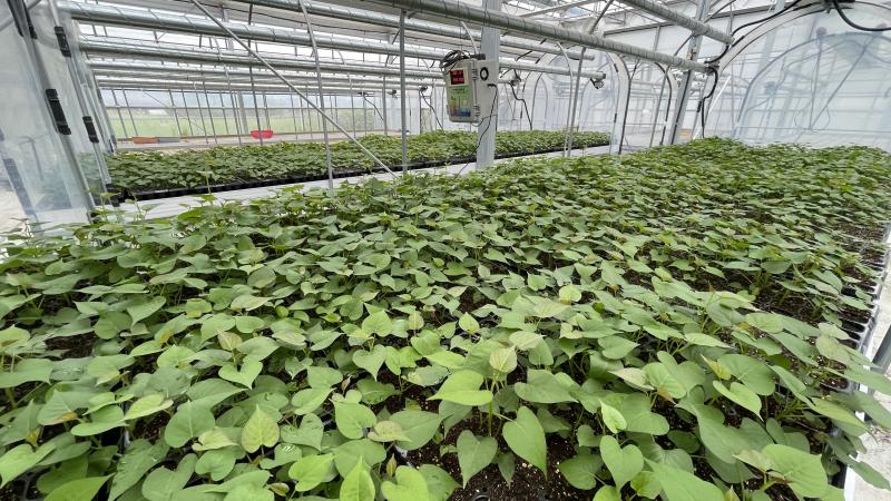 완주군, 고구마 조직배양 무병묘 분양 접수