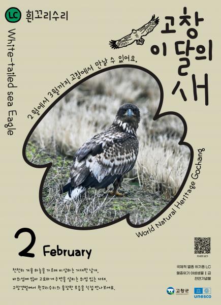 고창군, 2월 ‘고창갯벌 이달의 새’로 ‘흰꼬리수리’ 선정