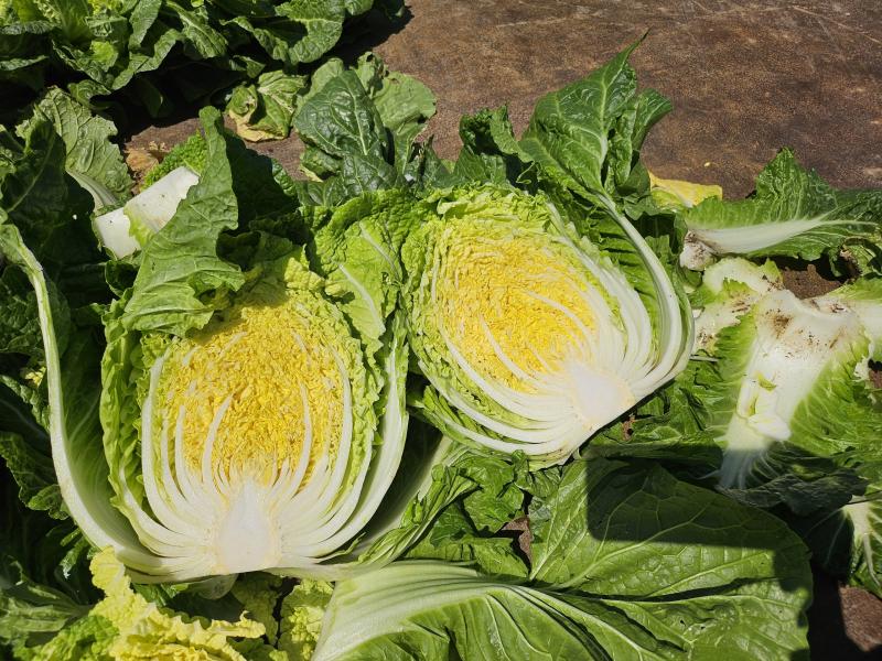 봄 배추 꽃대 나오면 상품성 떨어져, 예방 관리 점검표 제시
