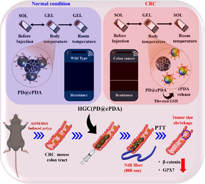원광대 JABA대학원 진은정 교수 연구팀, 대장암 표적 치료 위한 스마트 하이드로겔 기술 개발