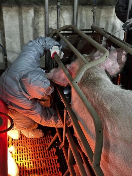 임실군, 아프리카 돼지열병(ASF) 역학 관련 농장 집중 관리