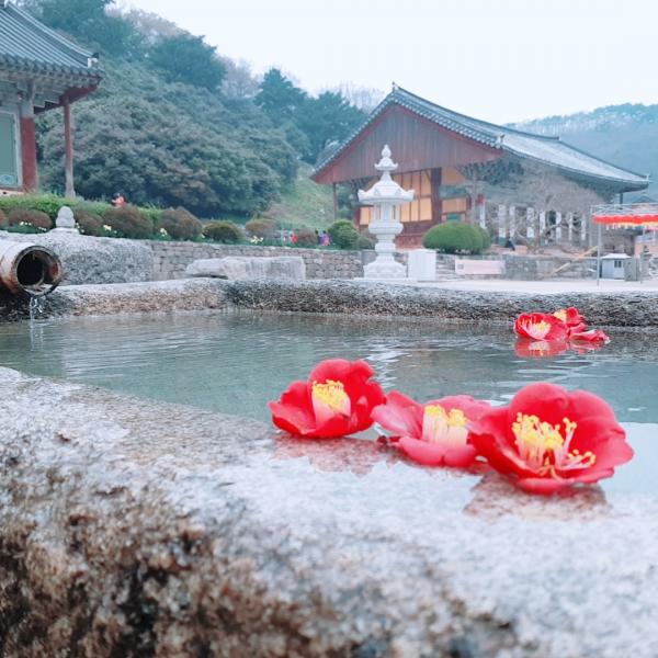 고창군, 로컬100에 문화자원(청보리밭축제·선운사·고인돌유적) 선정