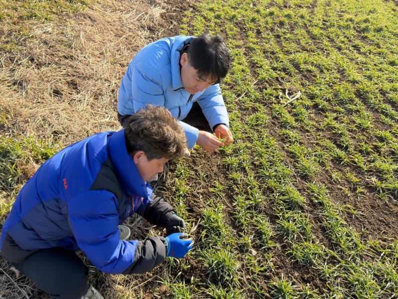 부안군농업기술센터, 맥류 생육재생기 웃거름 잡초방제 철저 당부
