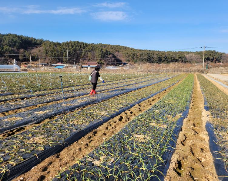 마늘, 양파 생육 재생기 ‘기습 한파 대비, 양수분 관리 신경 써야’