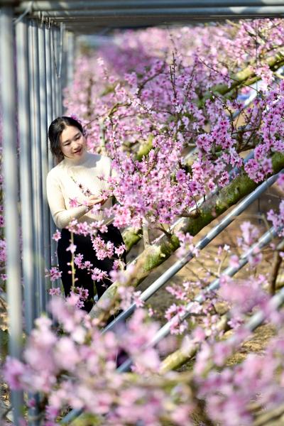 남원, 봄소식 전하는 복사꽃 만개