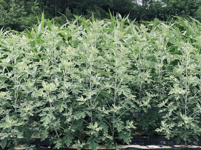 약용작물 종자 신청 시작, 기관별 공급 시기·가격 확인하세요