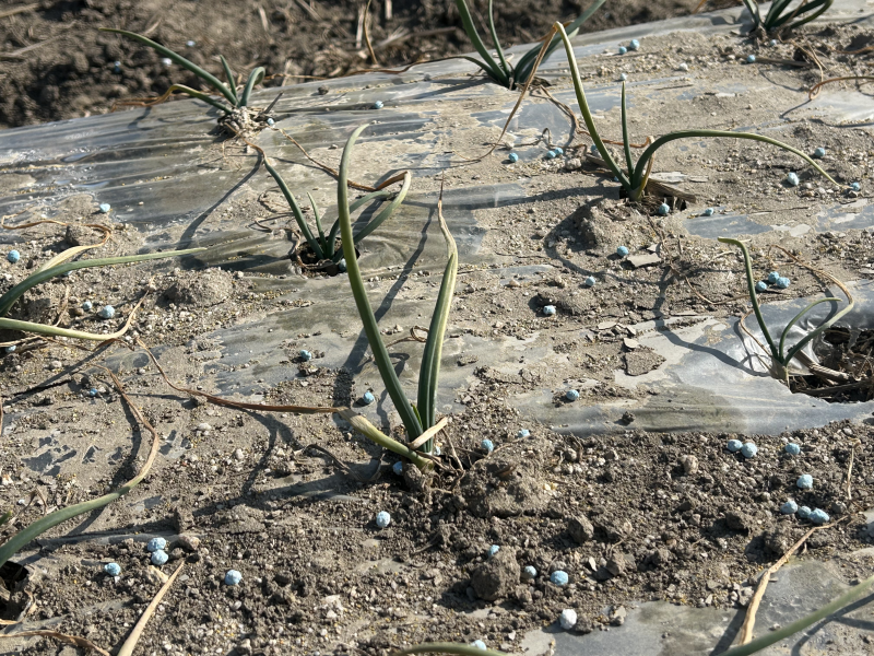 장수군, 양파‘생육재생기’철저 관리 당부