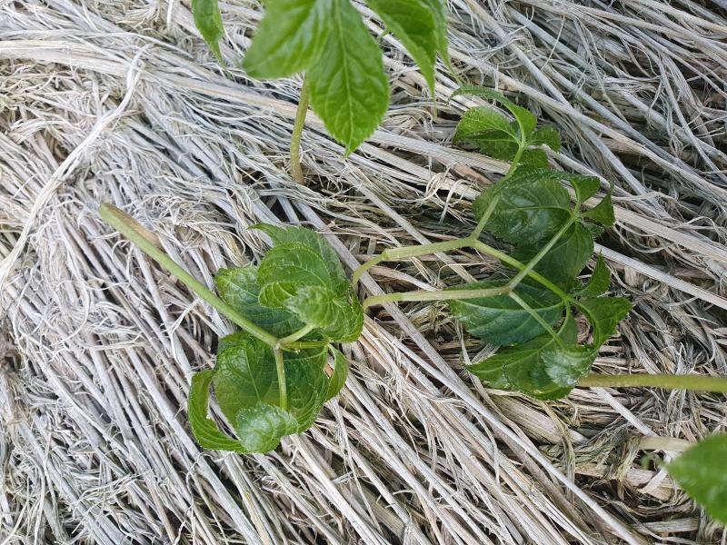 “일찍 싹 난 인삼 저온 피해 우려” 차광 자재, 방풍망 정비