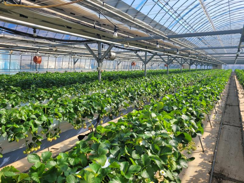 임실군, 시설원예 분야 지원사업 본격 추진