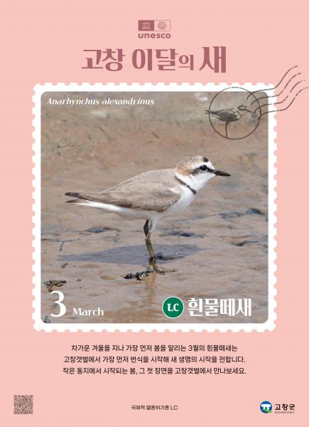 고창군, 3월 ‘고창갯벌 이달의 새’로 ‘흰물떼새’ 선정
