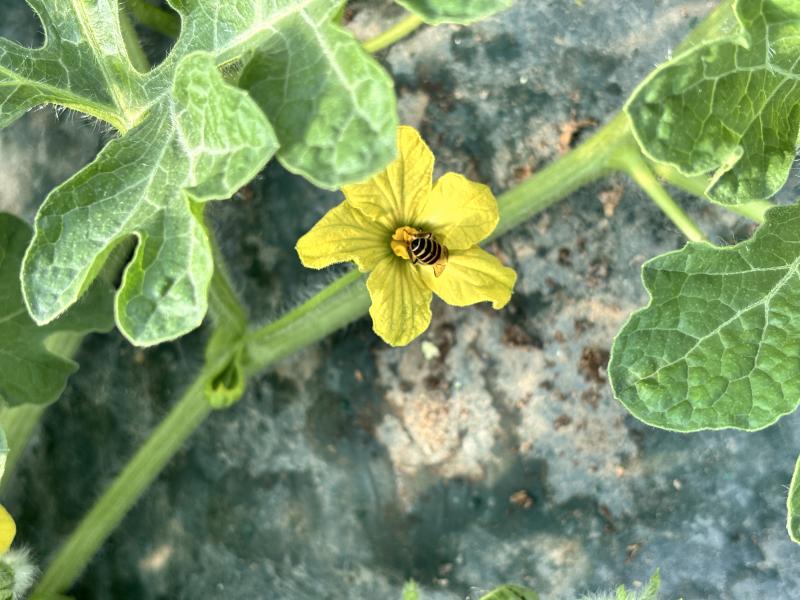 ‘토종벌’ 안정적인 수박 생산 돕는다 