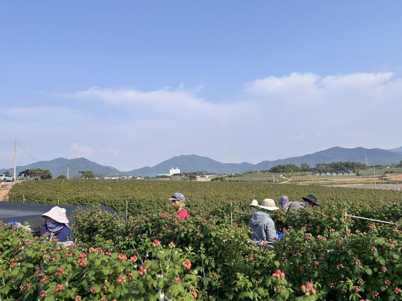 고창군농기센터, 농작물 생육재생기 안전영농 지도