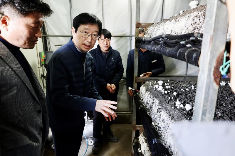 흰색 양송이 ‘도담’ 재배 안정성, 상품성 현장서 확인