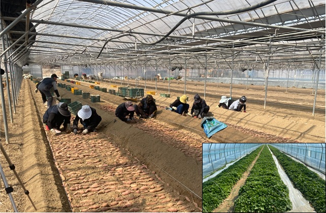 고구마 재배의 출발점은 건강한 종순 육묘... “초기 관리가 수량․품질 좌우”