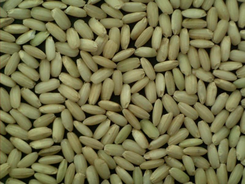 농촌진흥청 개발 가공용 찰벼 ‘미르찰’, 소비 확대로 재배면적 급증