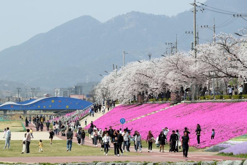  정읍시, 4월 3일~5일 ‘2026 벚꽃축제’ 개막. 다채로운 공연. 먹거리 풍성