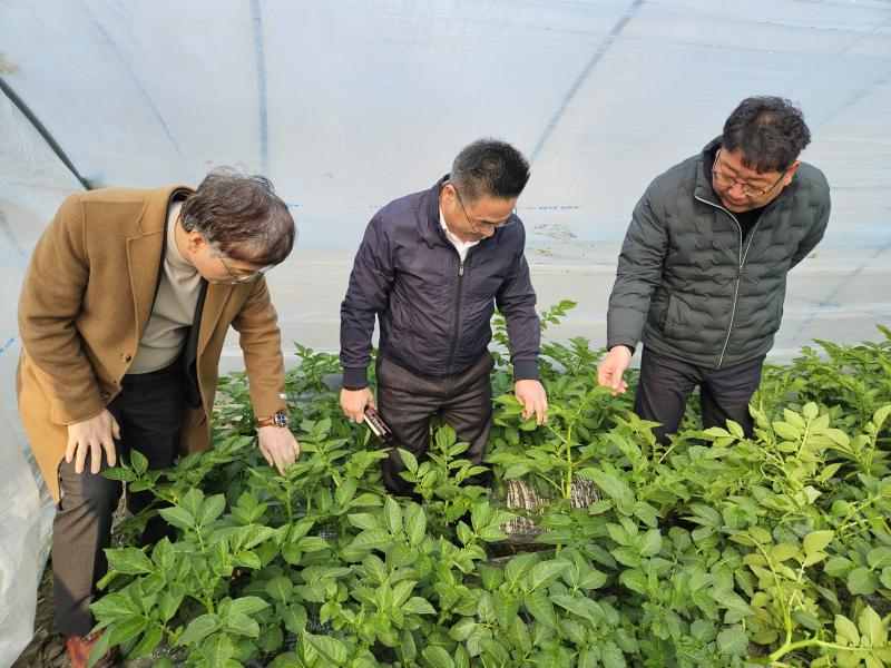 전북농협, 김제 광활 시설감자 생육상황 점검