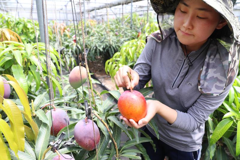 ‘온도 관리로 망고 출하 시기 분산’ 표준 재배 기술 개발