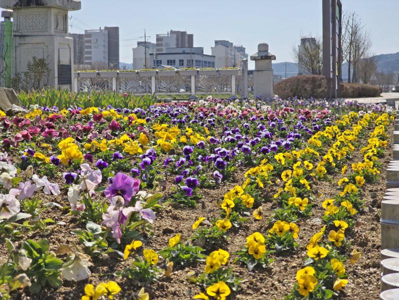 임실읍, 주요 도로변 계절꽃 식재, 쾌적한 거리환경 조성