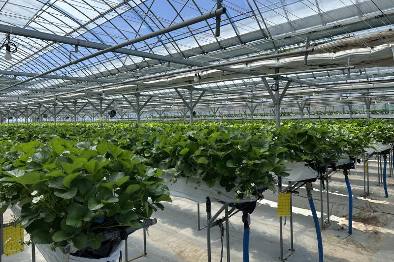 무주군 여름딸기 농가 생산·유통·기술 분야 상생협력 체계 구축