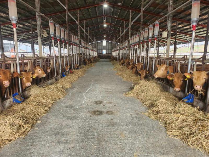 정읍시, 올해 한우 임신진단 키트 6.120개 보급. 농가당 최대 30개 지원
