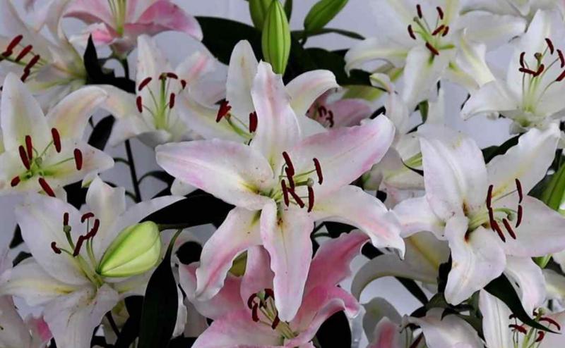 “생기 동감 있는 식물 보면 편안해진다” 뇌 활성 변화로 확인