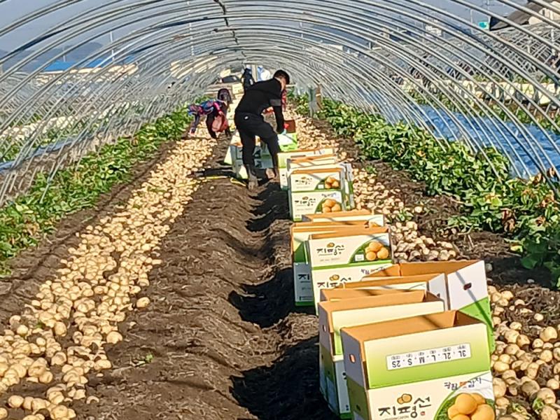 김제 광활 명품 햇감자 본격 수확