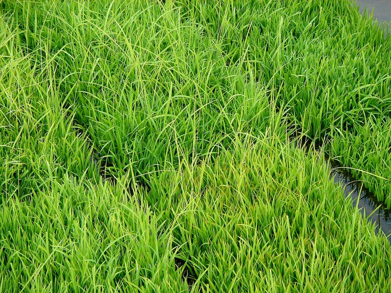 ‘벼 키다리병’, ‘벼잎선충’ 예방, 종자 선별과 소독 필수