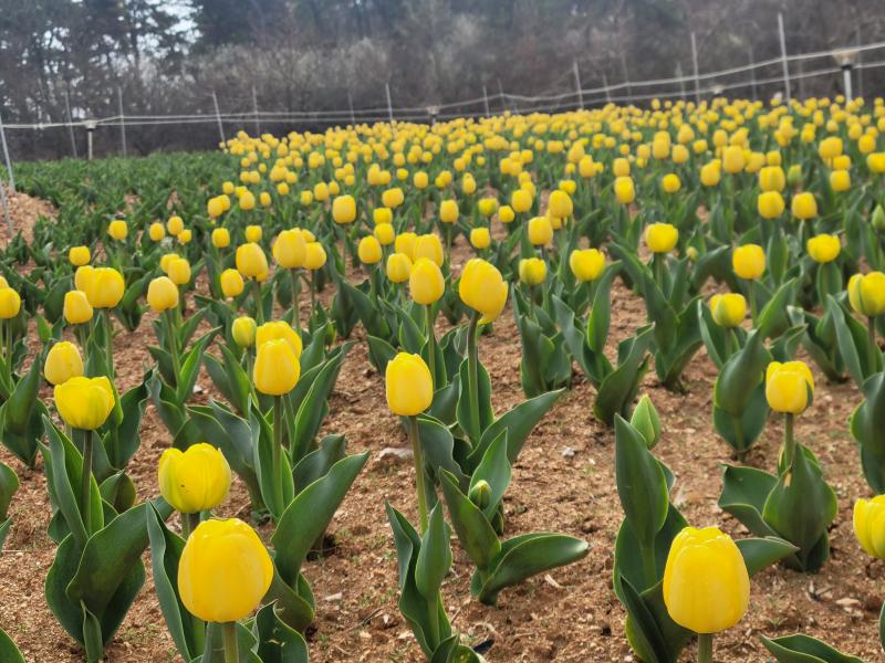  노랑·빨강 튤립 물결…익산 신흥공원에 찾아온 봄