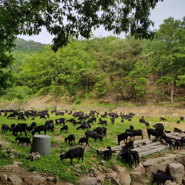 임실군, 염소 농가맞춤형 지원사업 추진 시설 현대화혈통관리 주력