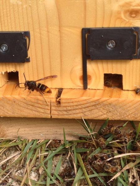 ‘봄철 전국 동시 방제’로 등검은말벌 피해 줄인다