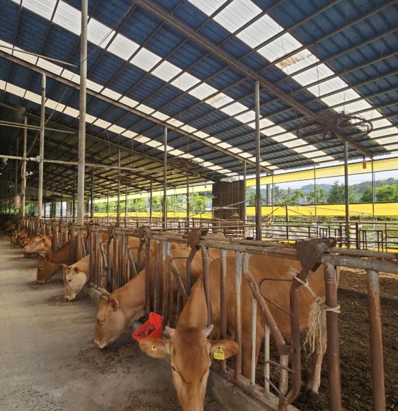  정읍시, 축산농가 사료 자금 551억 원 융자 지원. “경영 부담 완화”
