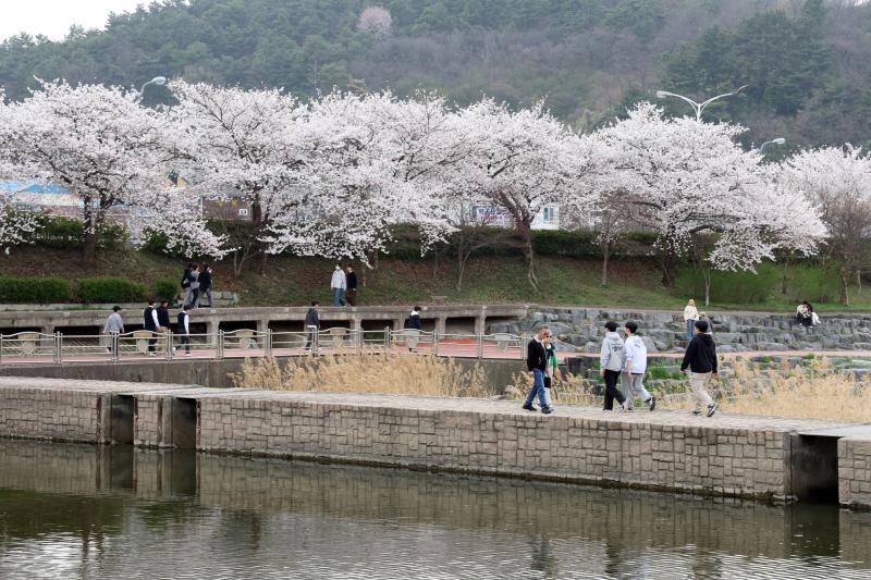 정읍시, ‘2026 벚꽃축제’ 성황 속 폐막. “전국 상춘객 홀렸다”
