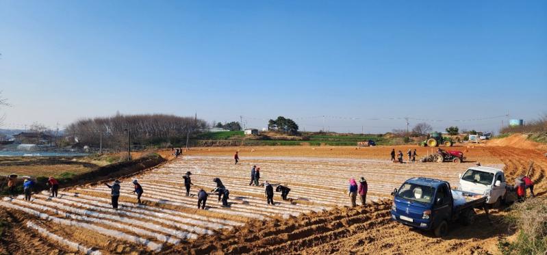  정읍시, 신품종 고구마 ‘호풍미’ 첫 정식.“전 과정 기계화로 효율 높여”
