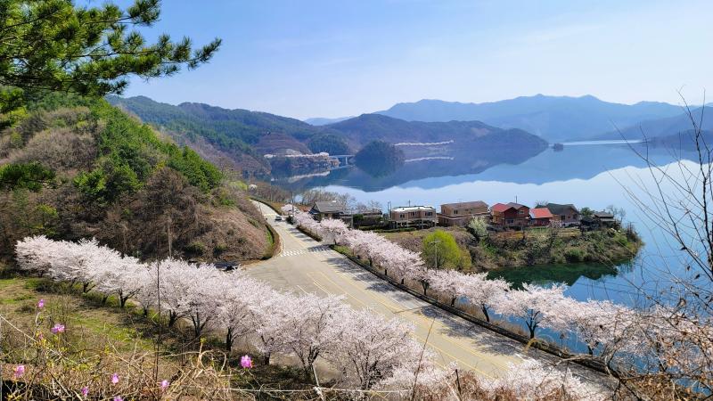 진안군, 늦게 피어 더 여유로운 ‘진안고원 벚꽃 여행’ 