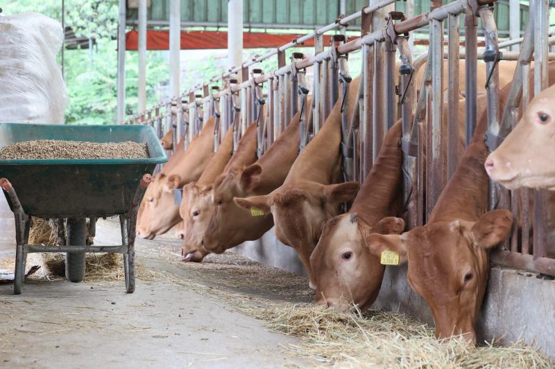임실군, 축산개량은 10년 대계 우량정액 지원으로 한우 경쟁력 높인다