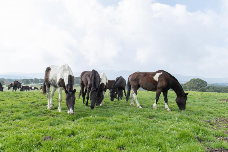 ‘알디에이(RDA)승용마’ 방목 시작, 마음껏 초원을 달린다