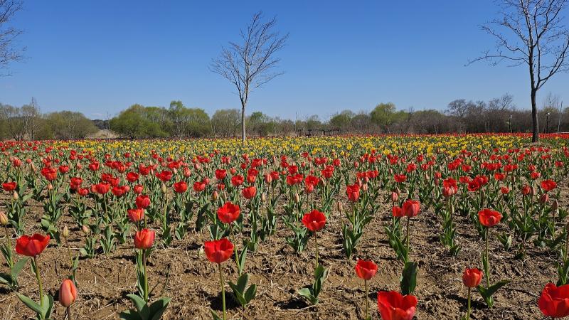   '튤립 향연'…익산 용안생태습지, 봄으로 물든다