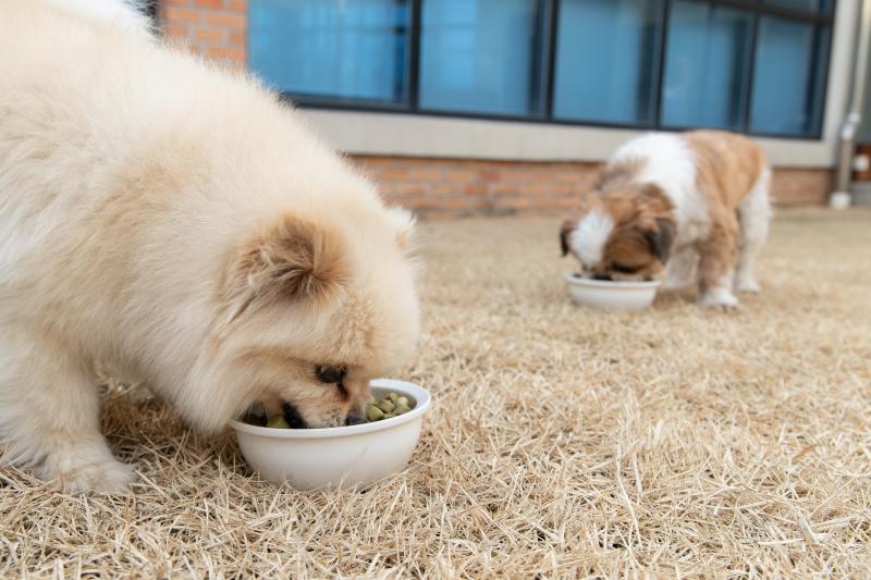반려동물 사료도 ‘국가 기준’으로 관리한다