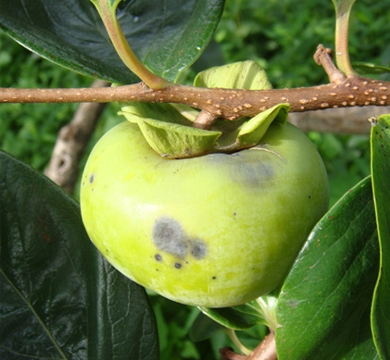감 탄저병 예방 첫걸음 ‘병든 가지·낙엽 제거’와 ‘예방 방제’