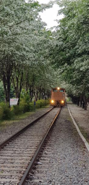 ‘철길에 내리는 5월의 눈꽃’