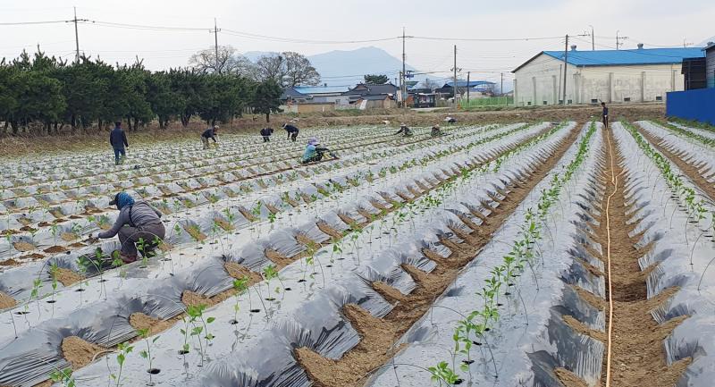 정읍시, 노지고추 육묘 관리. 적기 정식 당부
