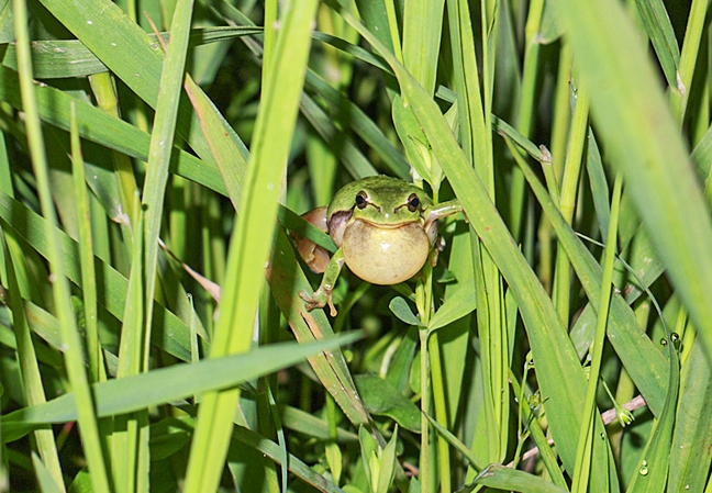 식량 생산과 생태 보전 동시에, 수원청개구리 서식지 유지