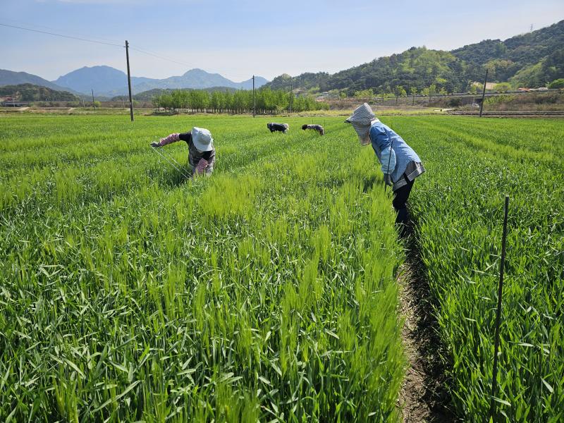 간 건강 개선 효능 뛰어난 새싹보리 ‘혜누리’ 보급 확대