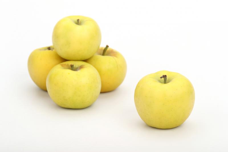 사과 ‘골든볼’ 더 노랗고 예쁘게, 품질 높이는 재배 기술 제시