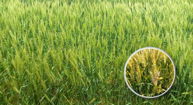 전북농기원, 맥류 출수기 맞아 후기 생육관리 철저 당부